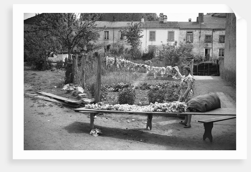 Drying and Sorting Wool by Anonymous