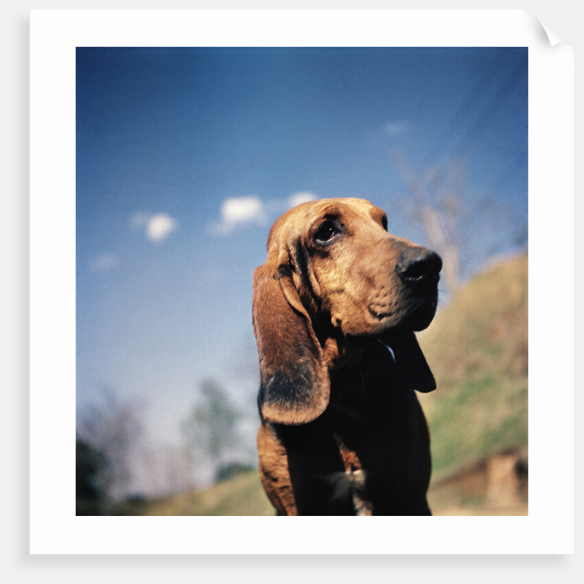 Brown Bloodhound by Anonymous