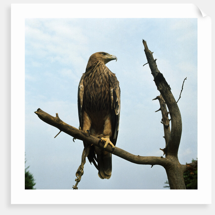 Imperial Eagle Resting on a Branch by Anonymous