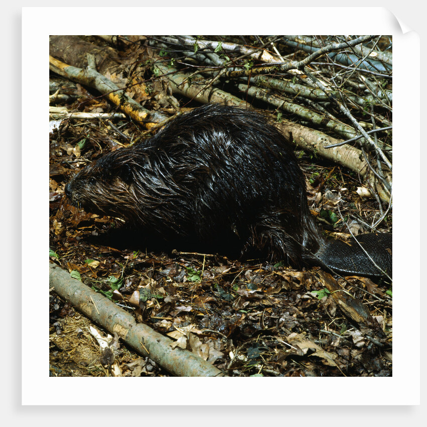 Beaver by Corbis