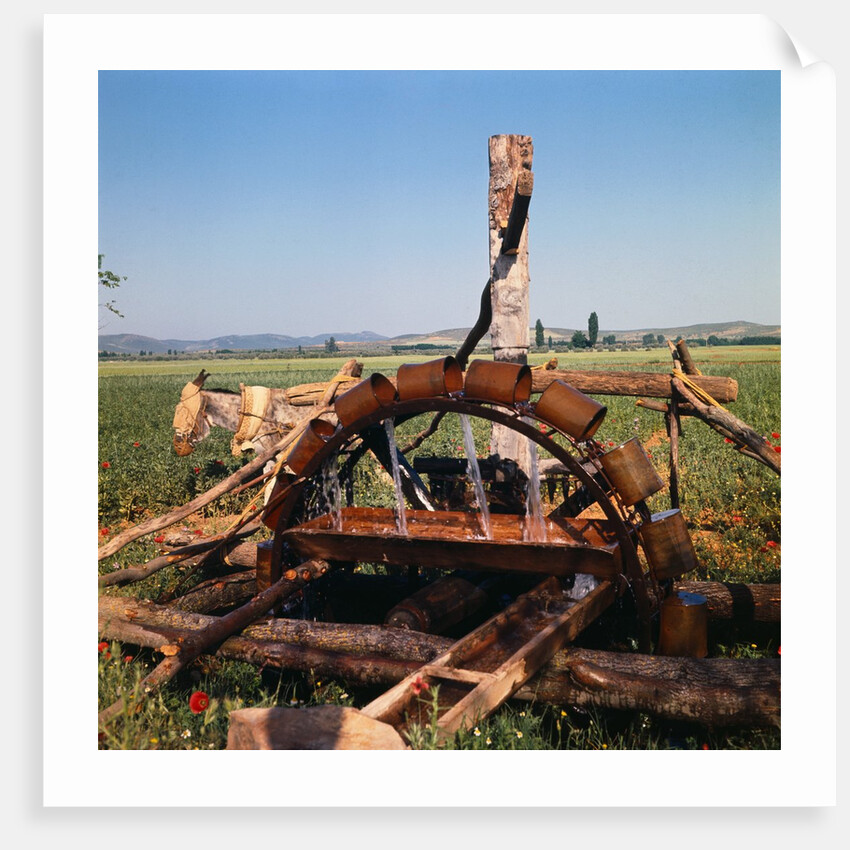 Donkey at an Antiquated Irrigation Wheel by Anonymous