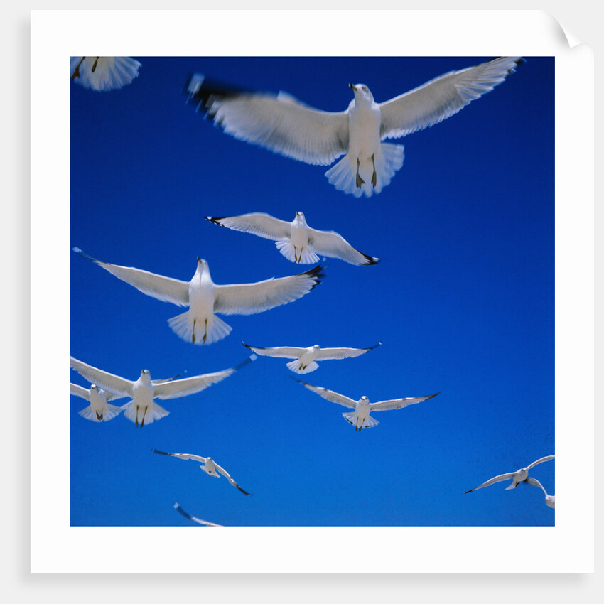 Gulls in Flight by Anonymous