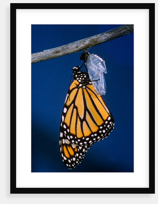 Monarch Butterfly Emerging from Cocoon by Anonymous