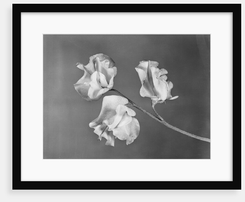 Close View of Sweet Peas by Anonymous