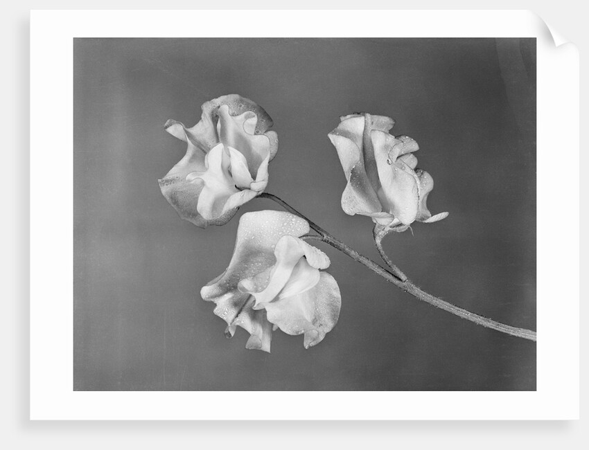 Close View of Sweet Peas by Anonymous