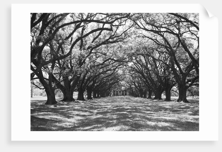 Arched Path of Trees on Plantation Site by Anonymous