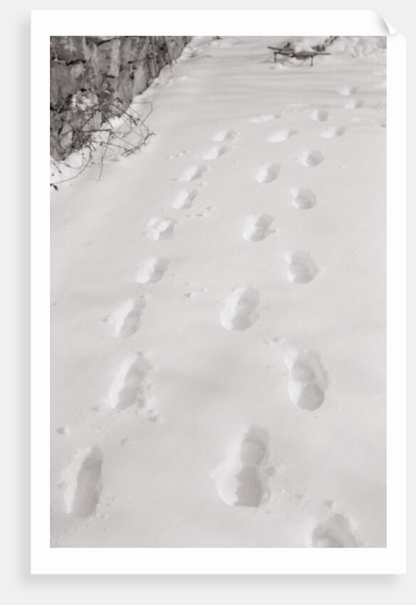 Footprints in the Snow by Anonymous