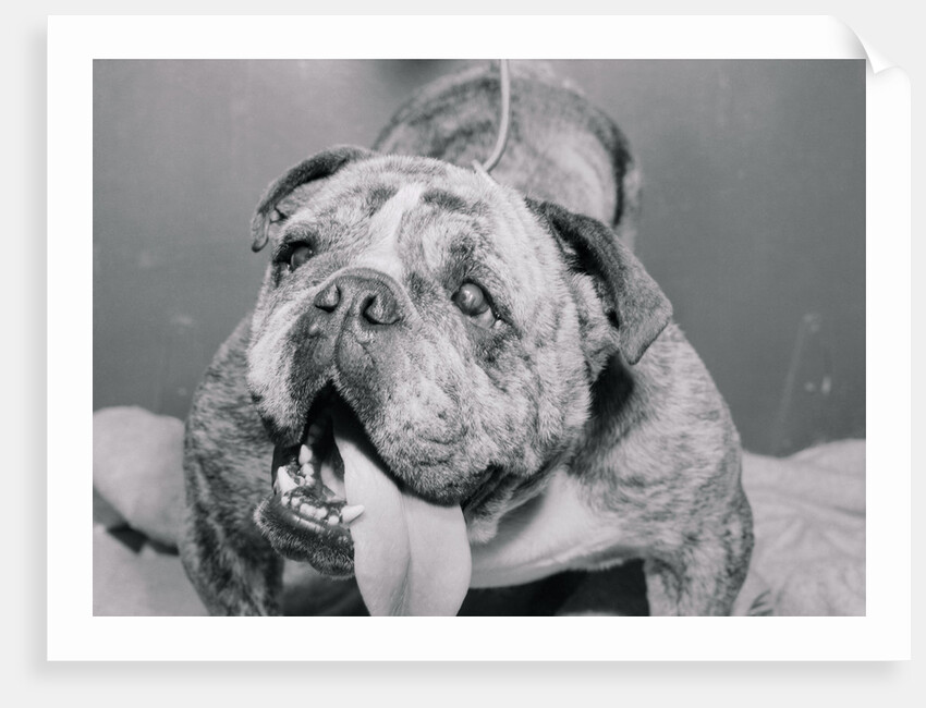 English Bulldog with Tongue Hanging Out by Anonymous