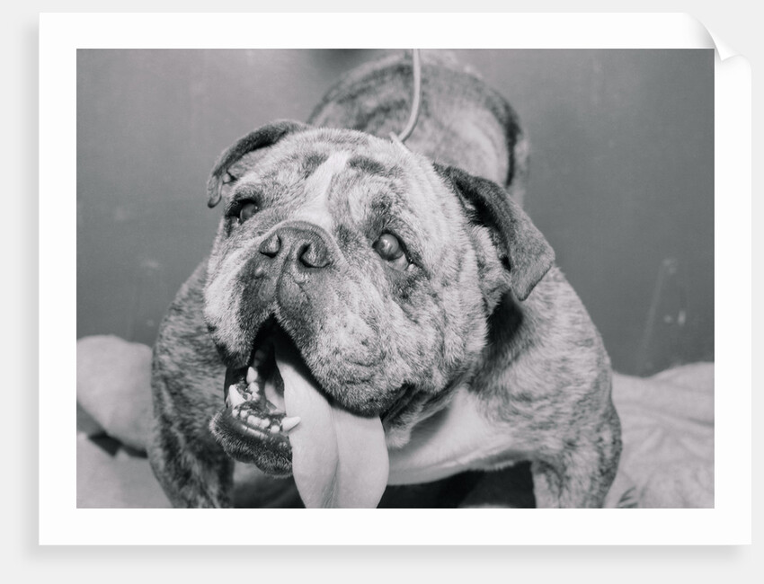 English Bulldog with Tongue Hanging Out by Corbis