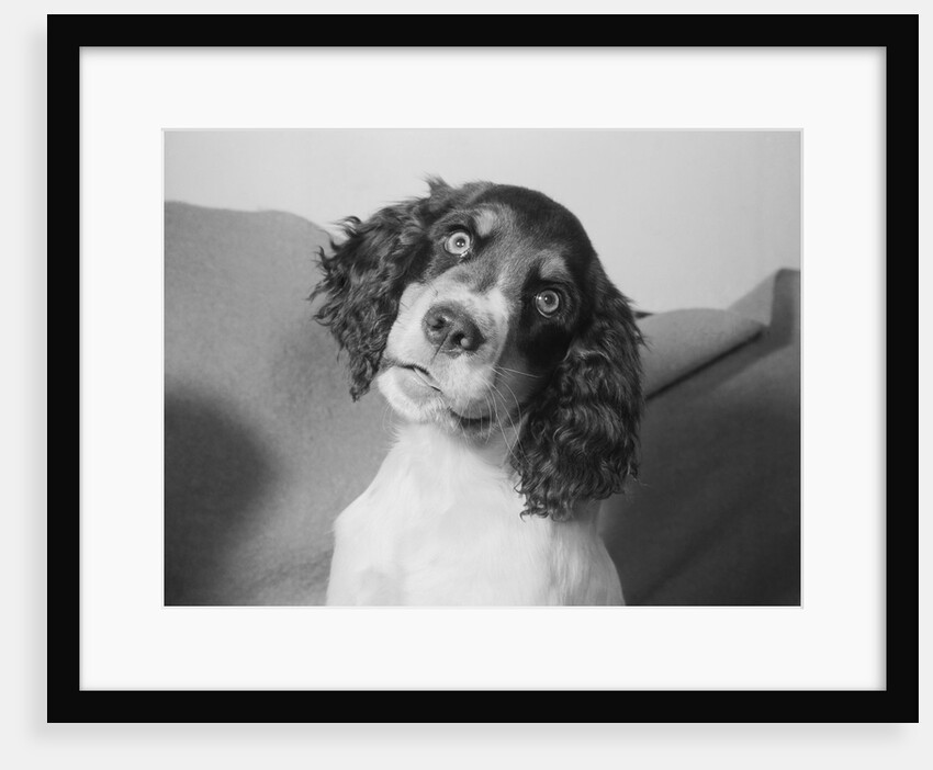 Portrait of Springer Spaniel Puppy by Anonymous