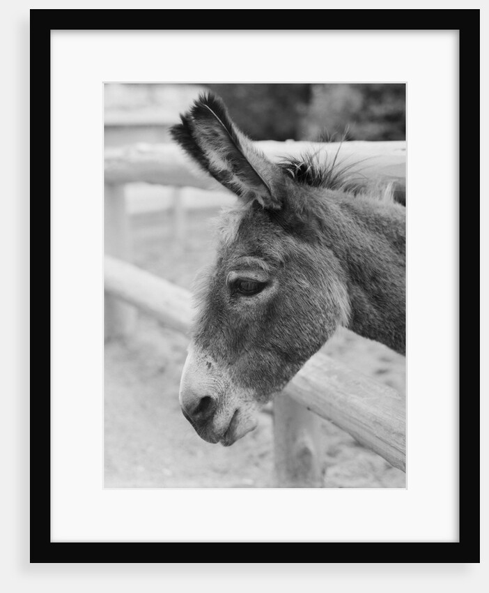 Head of a Donkey by Anonymous