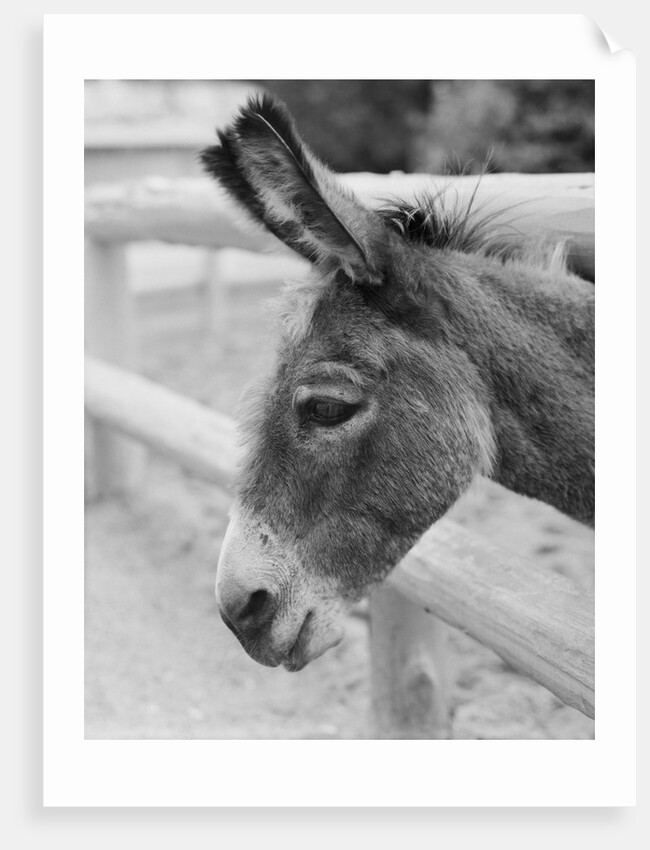 Head of a Donkey by Anonymous