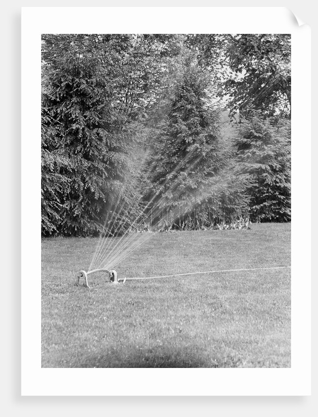 Lawn Sprinkler on Lawn by Anonymous