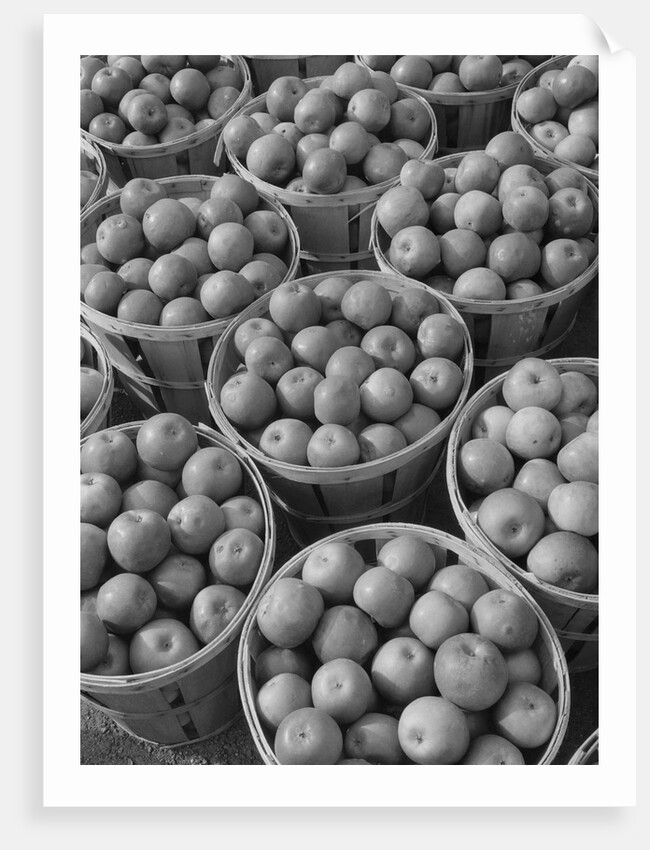 Baskets of Apples by Anonymous