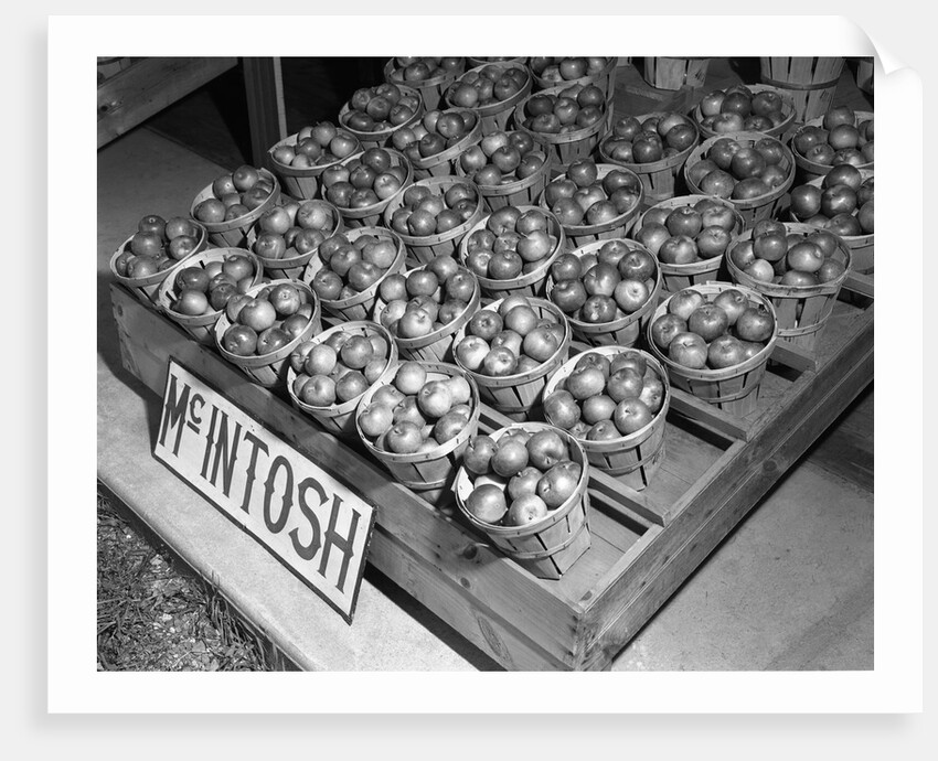 McIntosh Apples by Anonymous