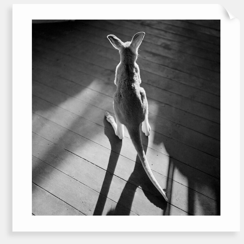 Young Kangaroo and Shadows by Anonymous