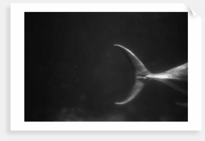 Fish Tail by Anonymous