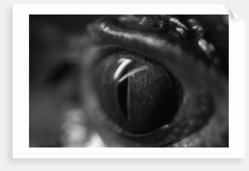 Reptile Eye by Anonymous