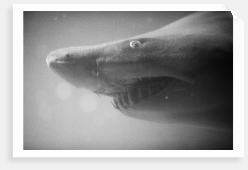 Shark Mouth by Anonymous