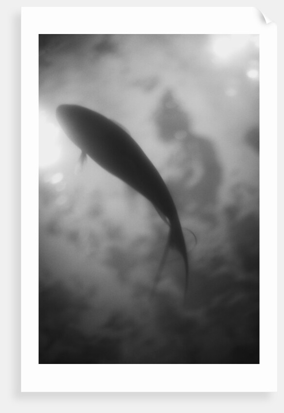 Silhouette of a Fish by Anonymous