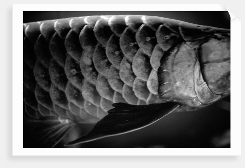 Fish Scales by Anonymous