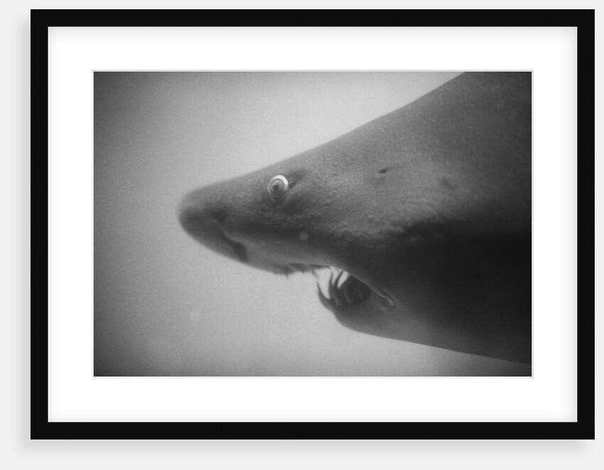 Head of a Shark by Anonymous