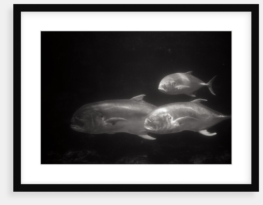 Fishes Swimming by Anonymous