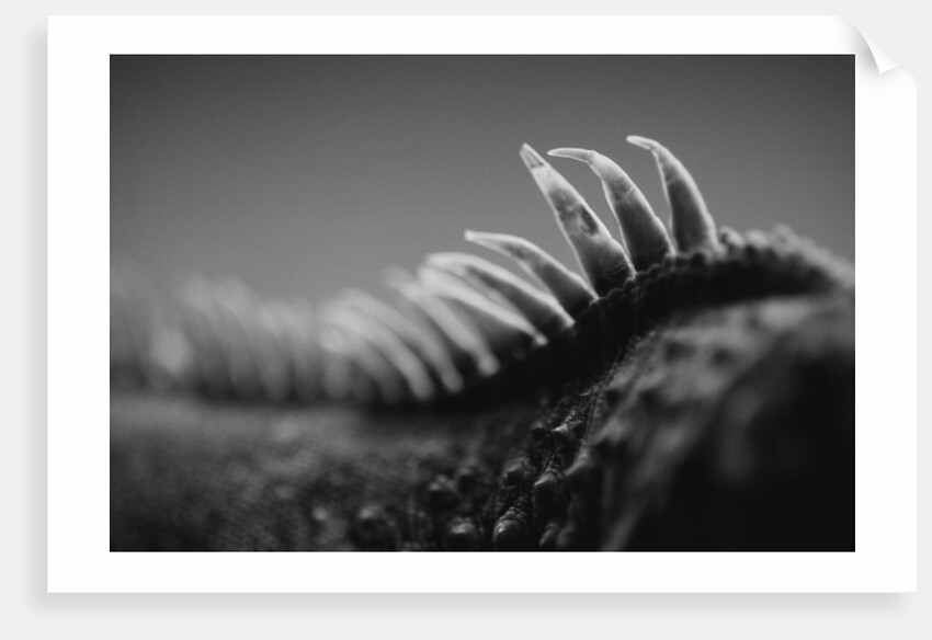 Back of an Iguana by Anonymous