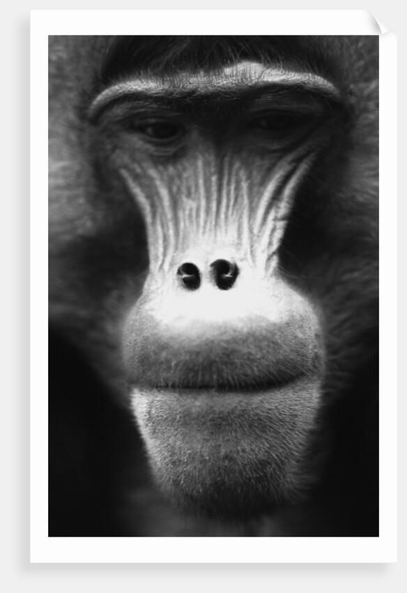 Ape Face by Anonymous