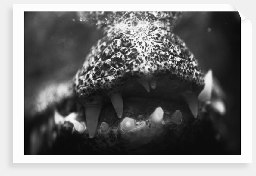 Alligator Teeth by Anonymous