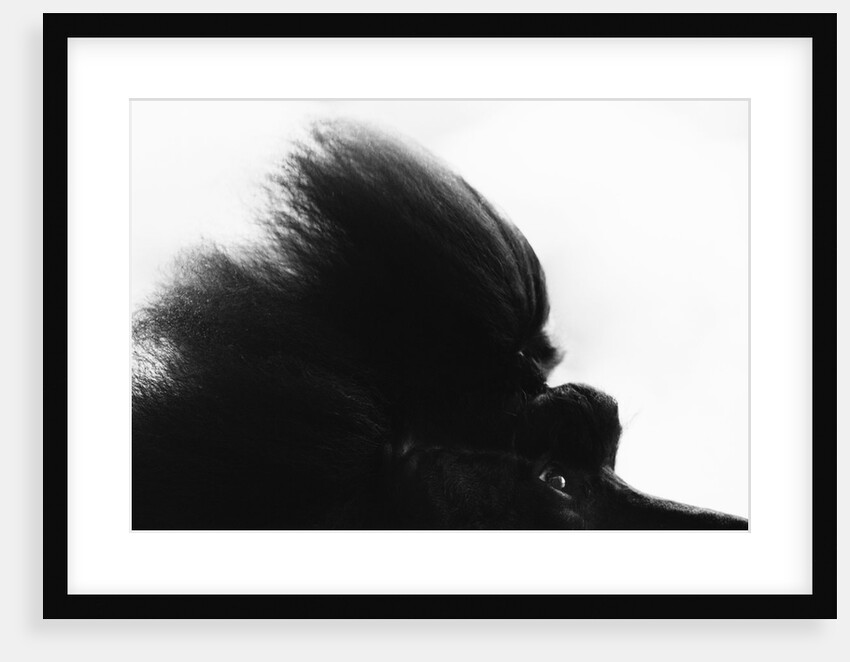 Head Fur of Standard Poodle by Anonymous