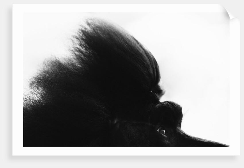 Head Fur of Standard Poodle by Anonymous