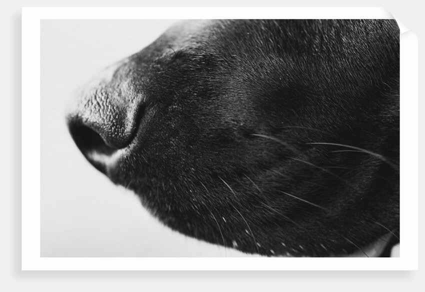 Dog's Nose by Anonymous