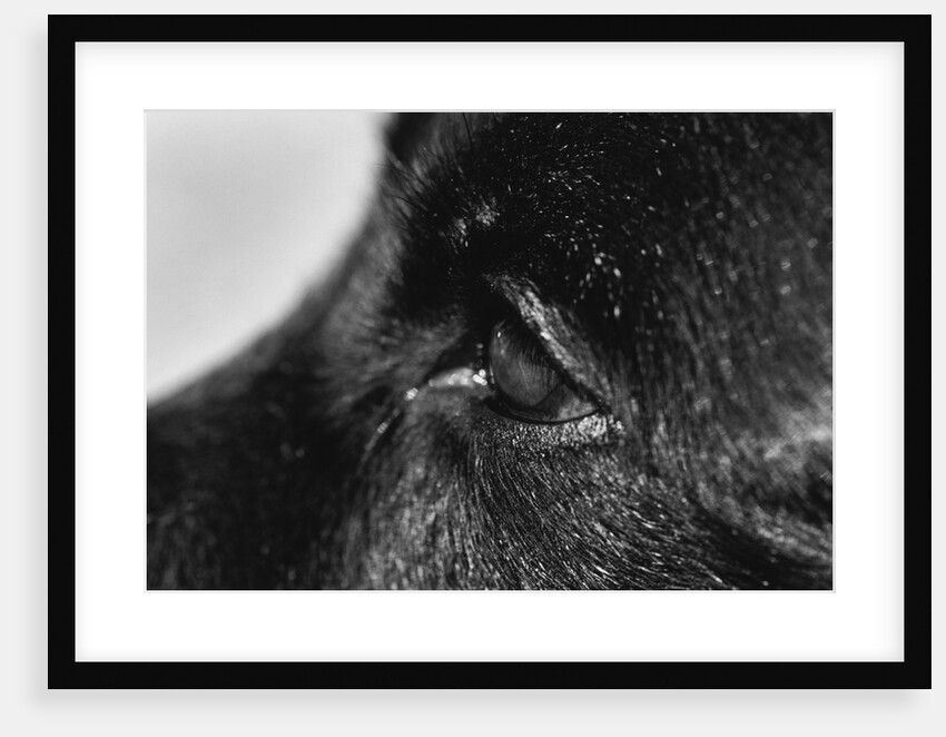 Dog's Eye by Anonymous