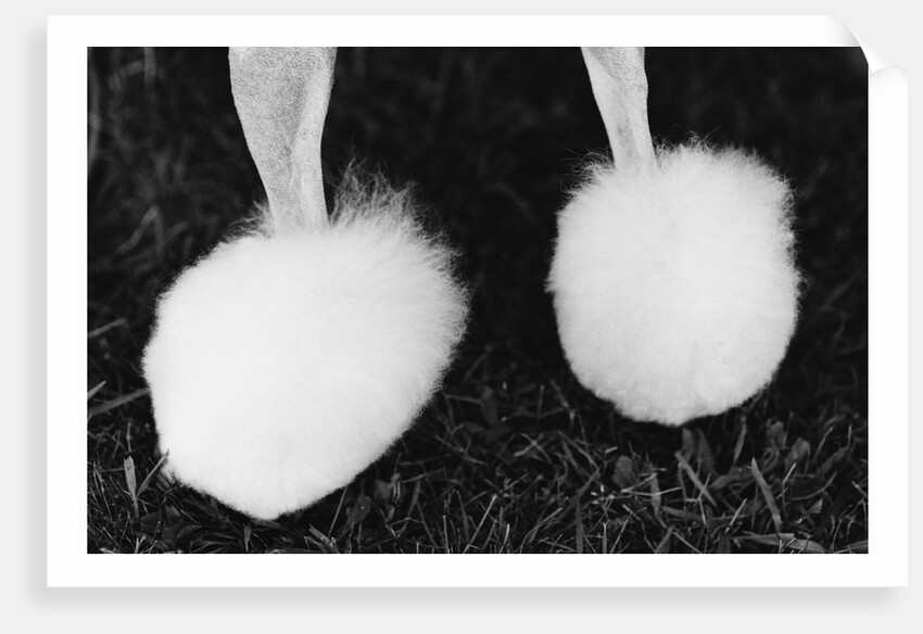 Legs of Groomed Poodle by Anonymous