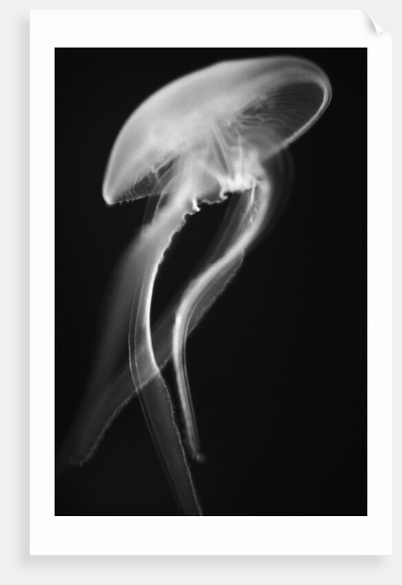 Floating Jellyfish by Anonymous