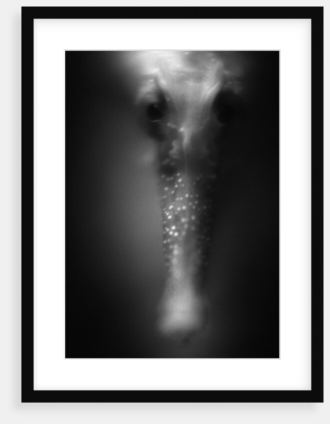 Face of Seahorse by Anonymous