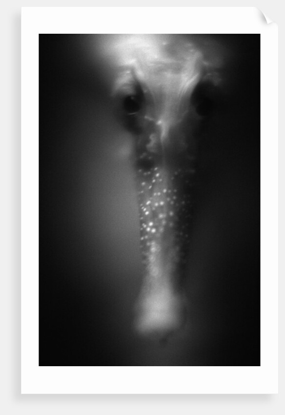 Face of Seahorse by Anonymous