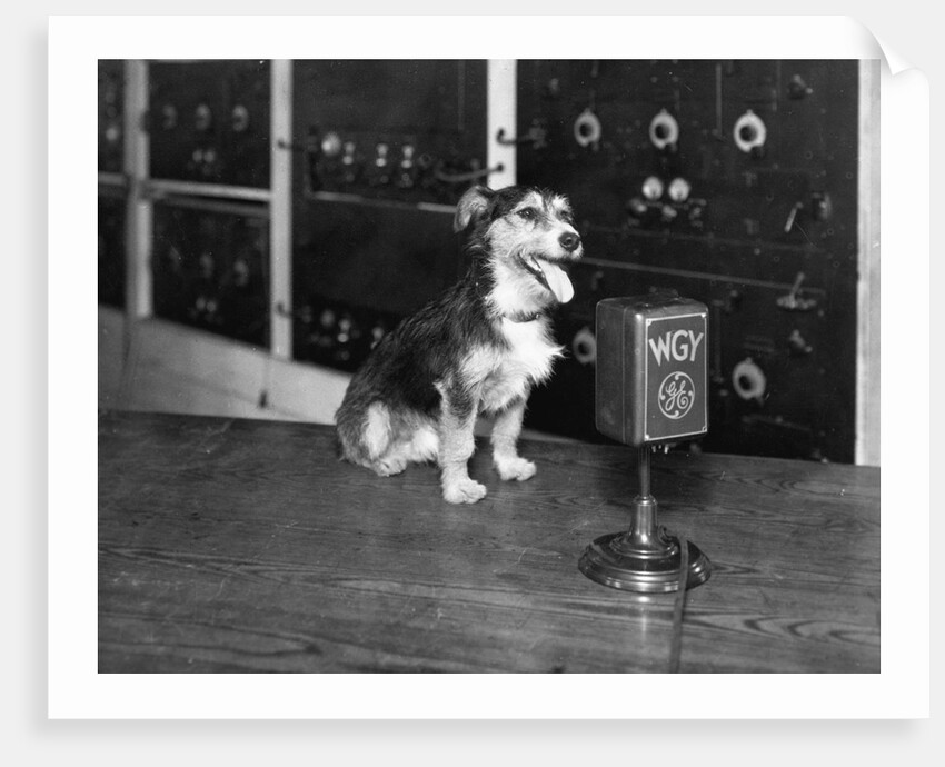 Dog at WGY Radio Microphone by Anonymous