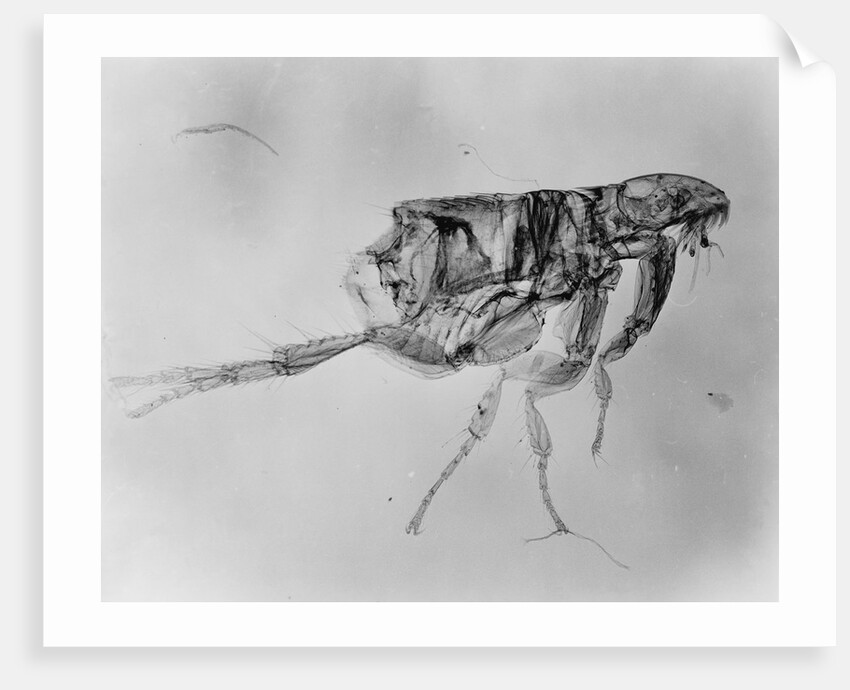 Flea Under High Power Microscope by Anonymous