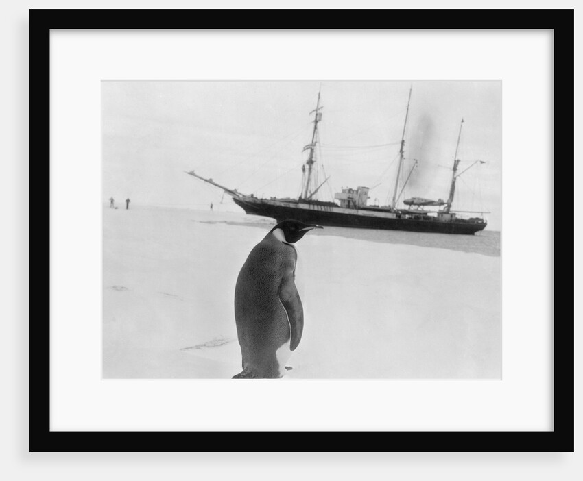 Emperor Penguin near Expedition Ship by Anonymous