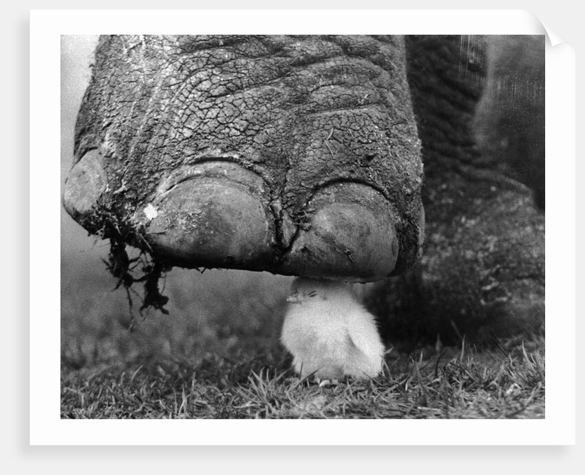 Elephant's Foot Hovering over a Chick by Corbis