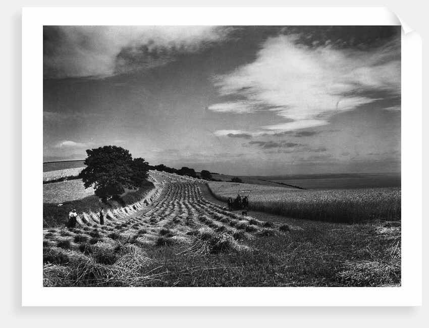 Hill Harvest by Anonymous