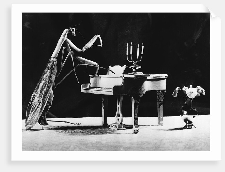 A Musical Praying Mantis by Anonymous