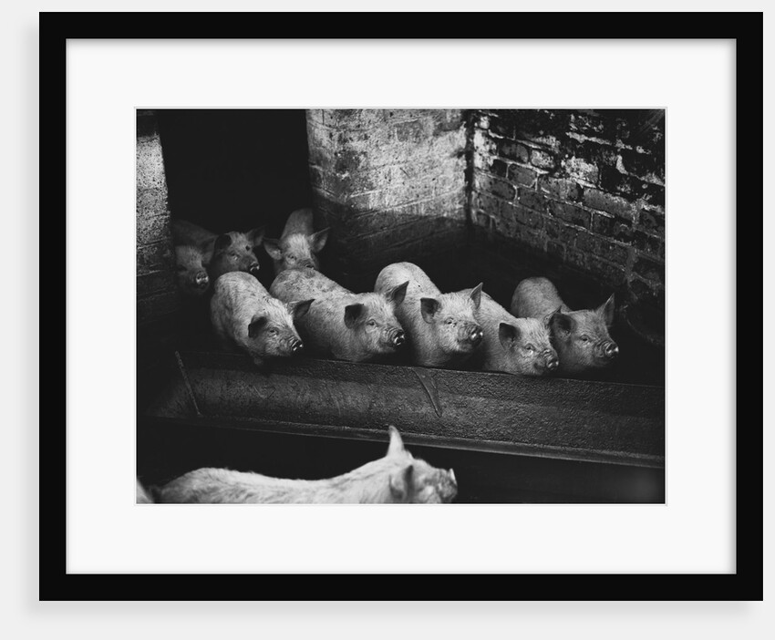 Pigs by a Trough by Anonymous