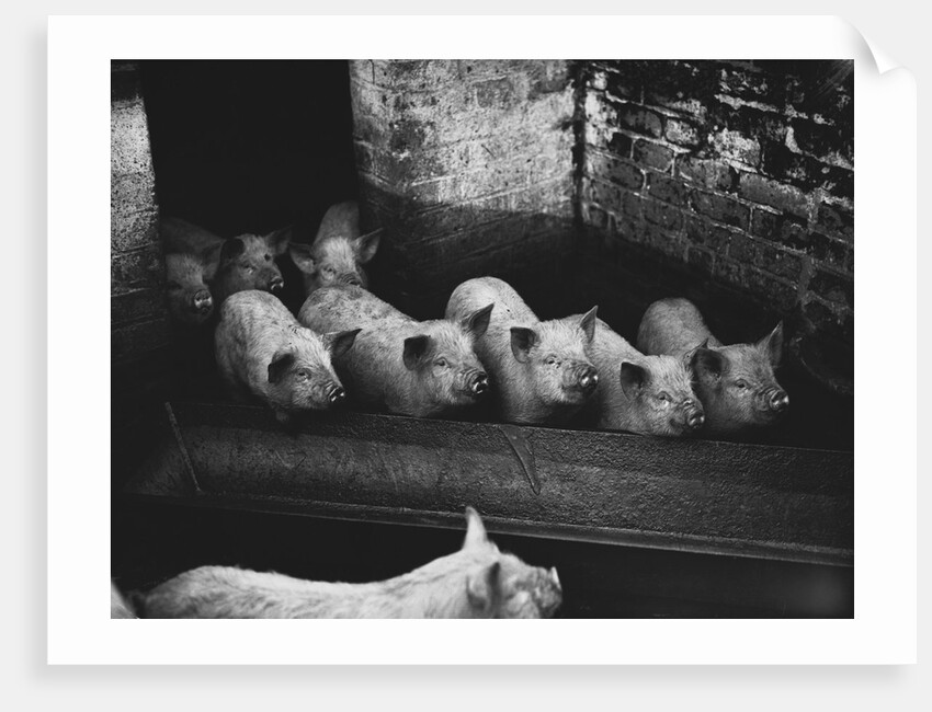 Pigs by a Trough by Corbis