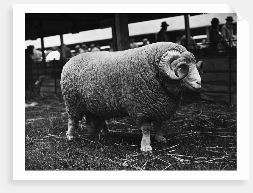 Ram at Agricultural Show by Anonymous