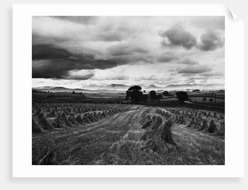 Welsh Wheat Fields With Snowdonia in the Distance by Anonymous