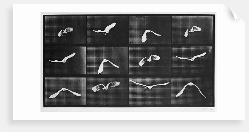 Bird in Flight by Anonymous