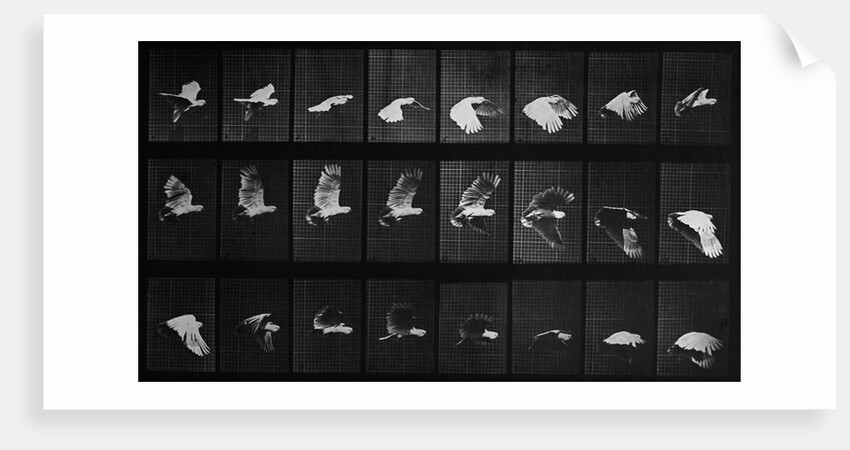 Parrot in Flight by Anonymous